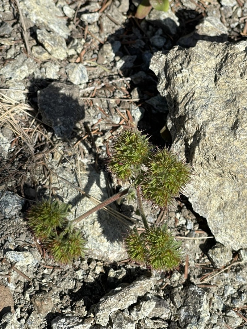 Palmer's Spineflower photo 6