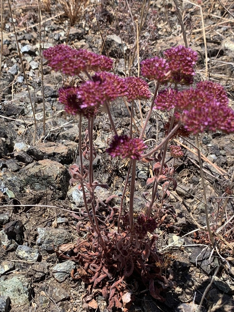 Palmer's Spineflower photo 8