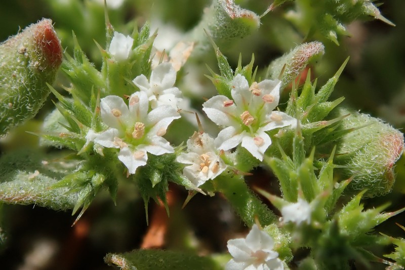 San Bernardino Spineflower