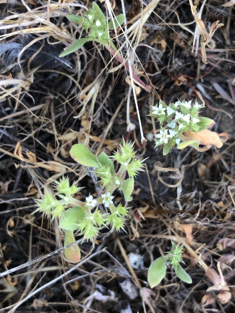 San Bernardino Spineflower photo 3