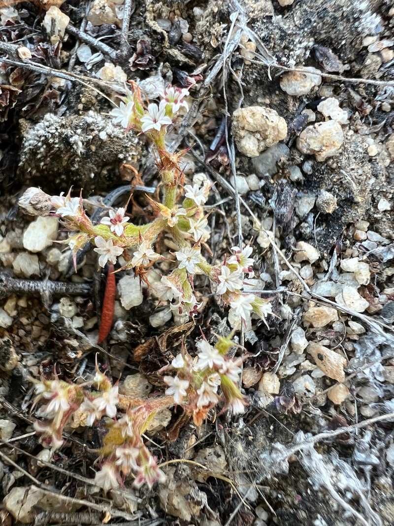 San Bernardino Spineflower photo 4