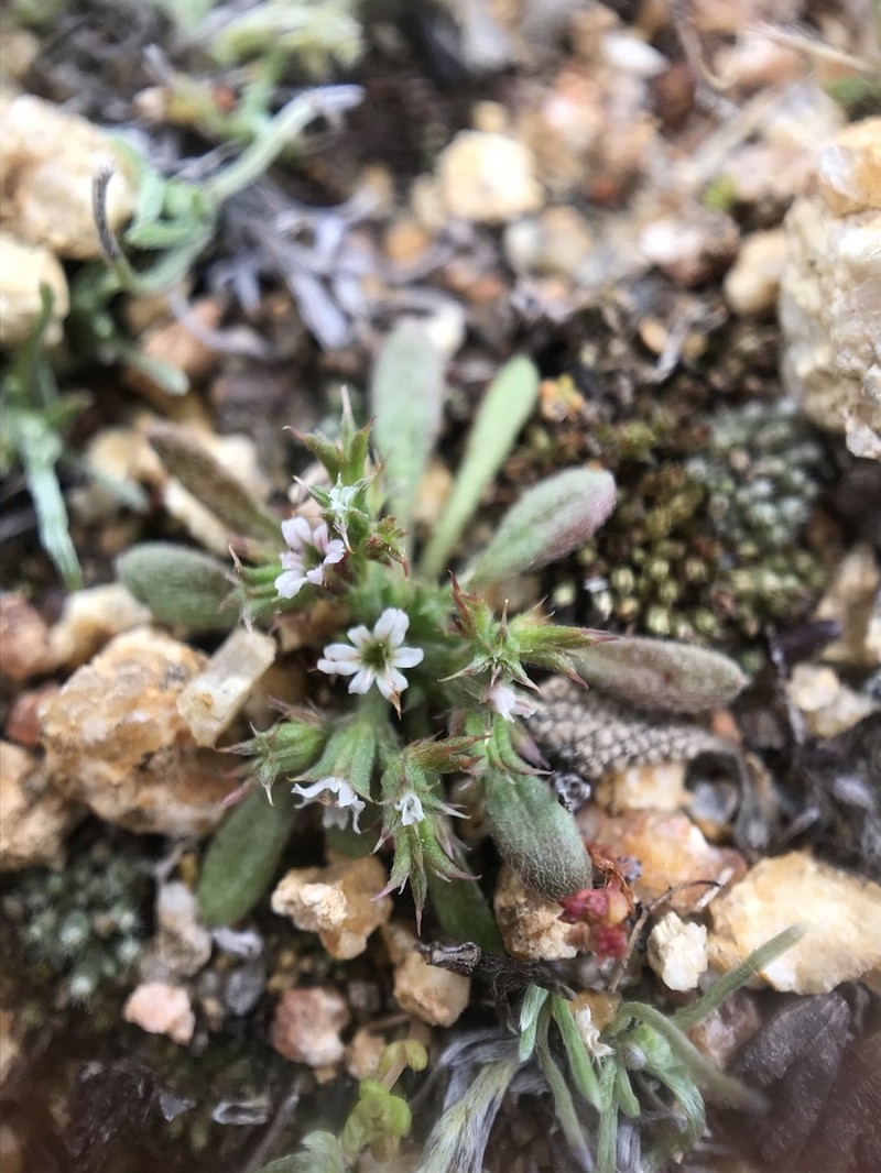 San Bernardino Spineflower photo 6