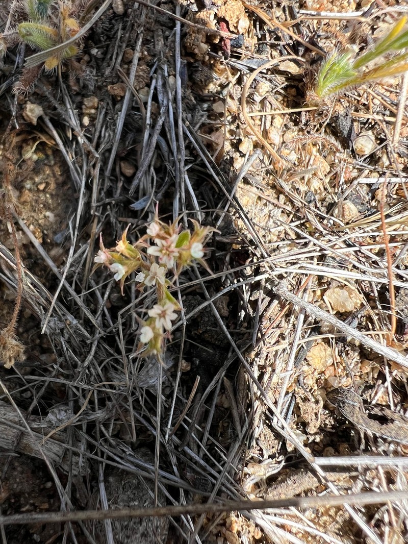 San Bernardino Spineflower photo 7