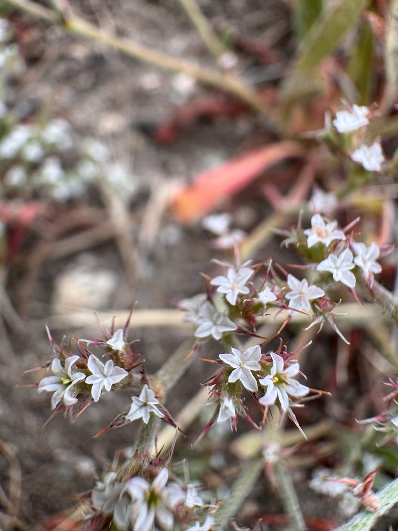 San Bernardino Spineflower photo 8