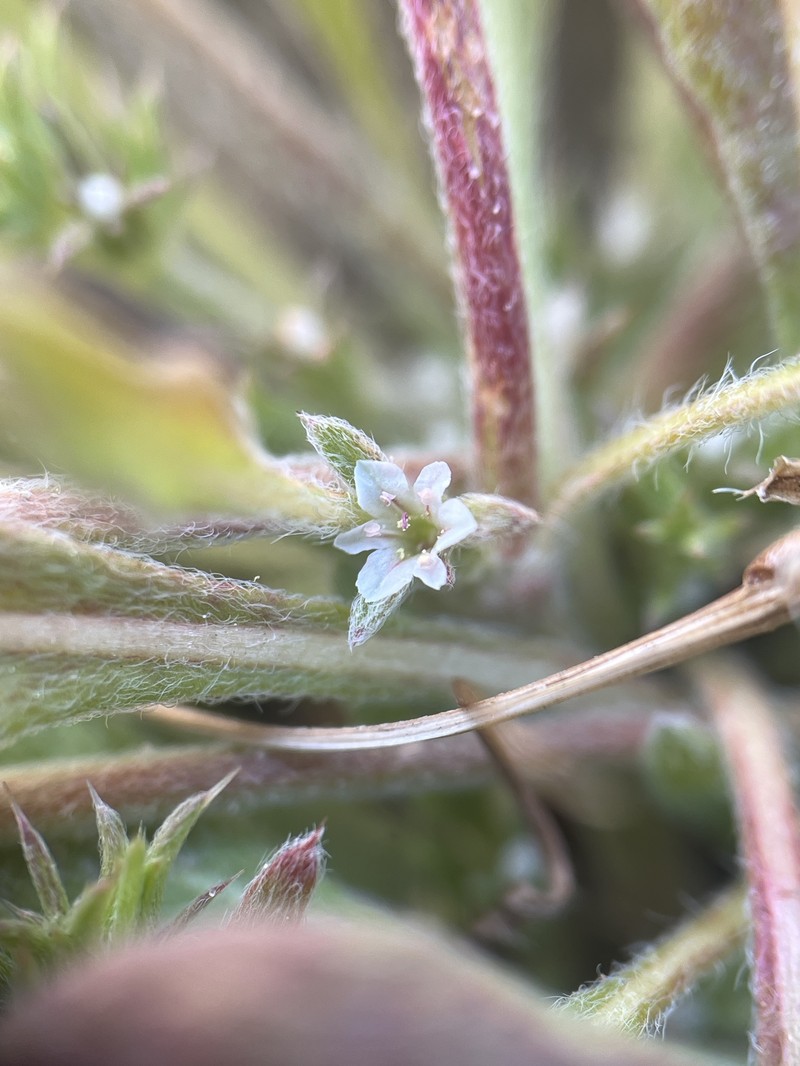 Chorizanthe parryi var. fernandina