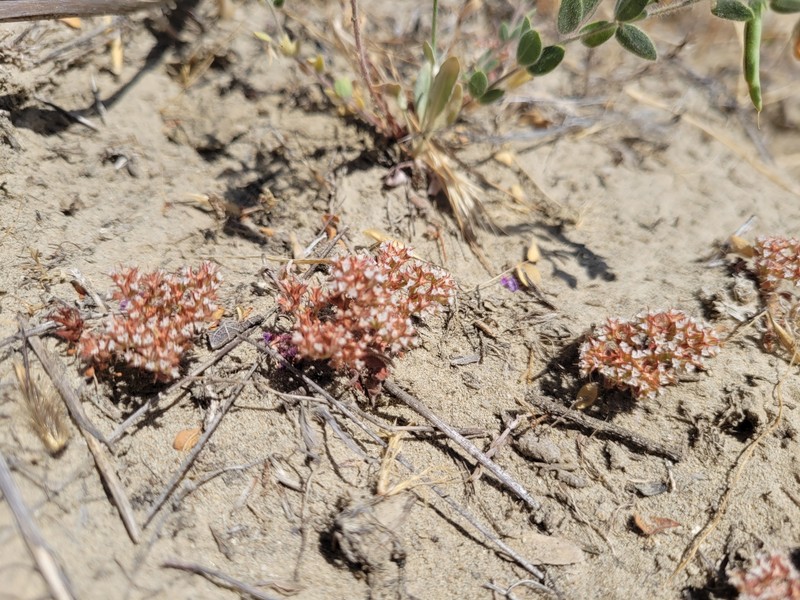Chorizanthe parryi var. fernandina photo 2
