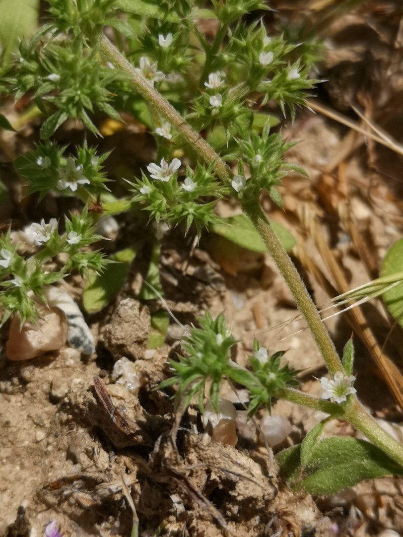 Chorizanthe parryi var. fernandina photo 3