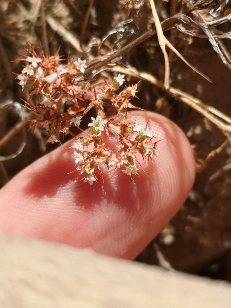 Chorizanthe parryi var. fernandina photo 4