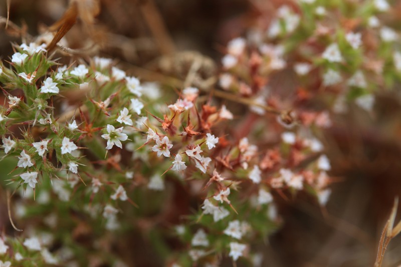 Chorizanthe parryi var. fernandina photo 5