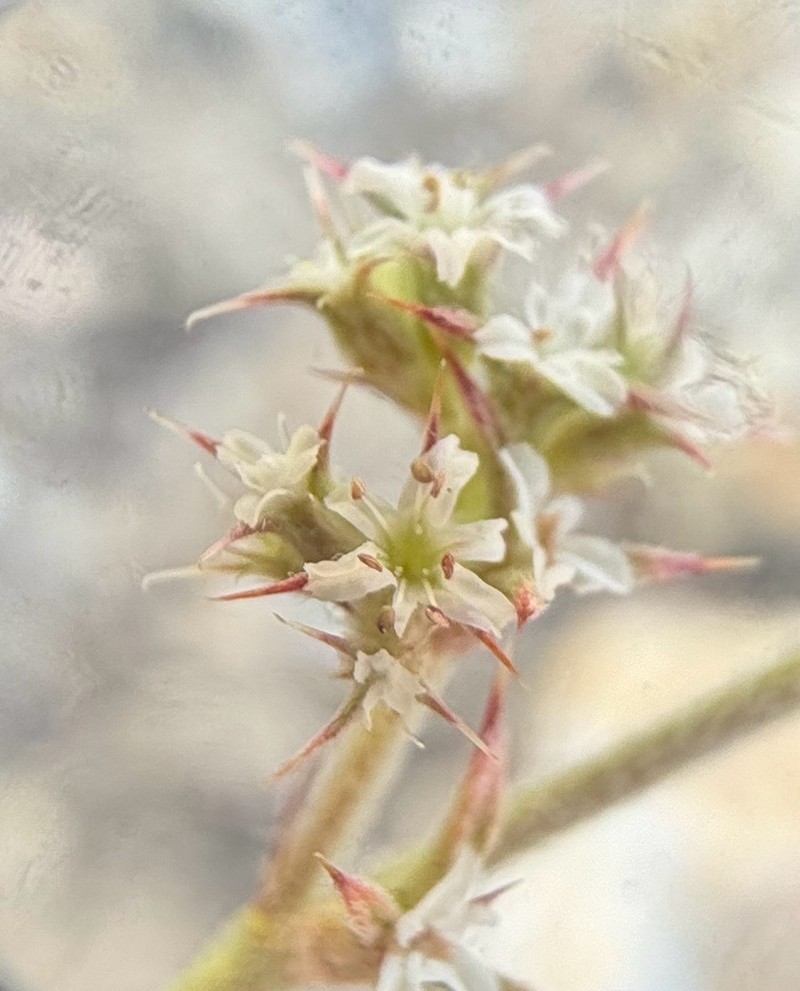 Chorizanthe parryi var. parryi