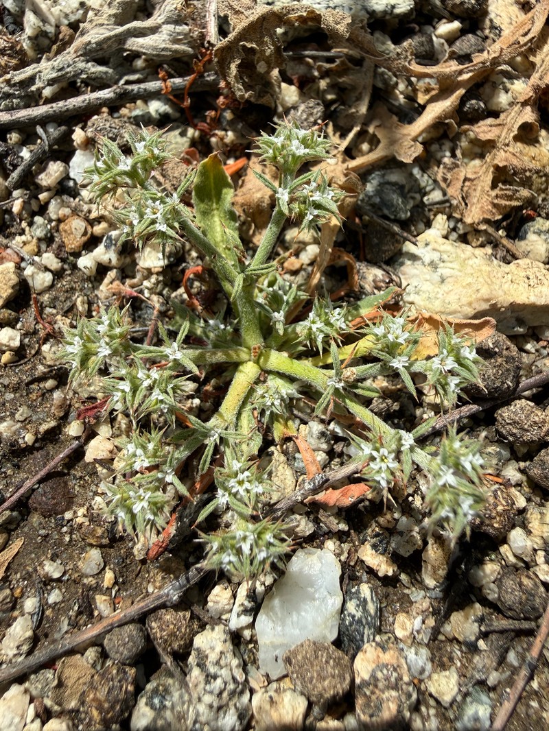 Chorizanthe parryi var. parryi photo 2