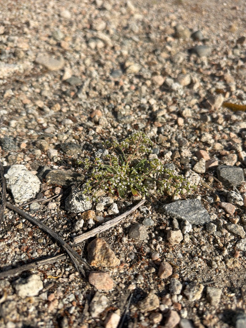Chorizanthe parryi var. parryi photo 3