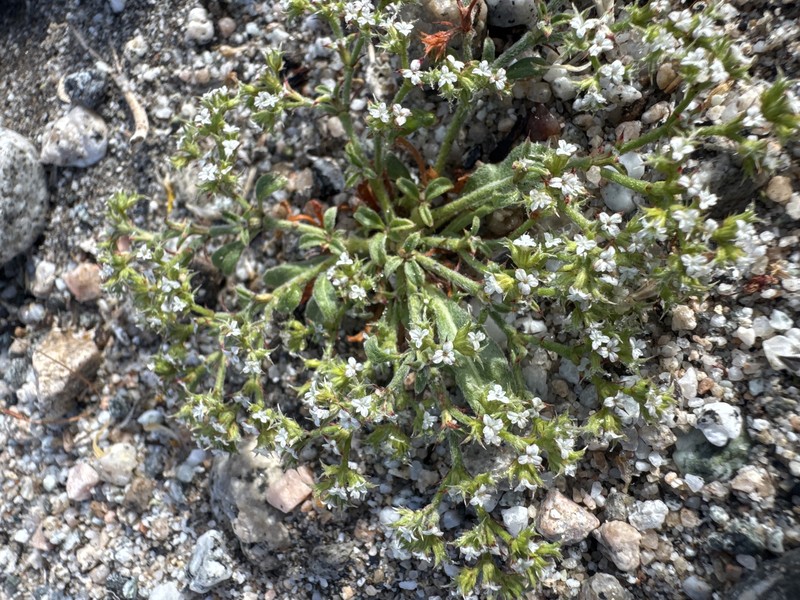 Chorizanthe parryi var. parryi photo 5