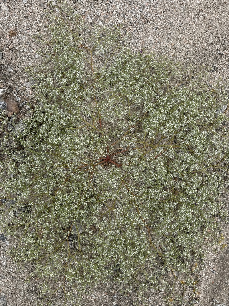 Chorizanthe parryi var. parryi photo 8