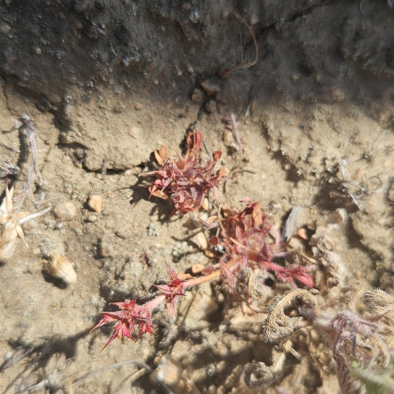Knotweed Spineflower