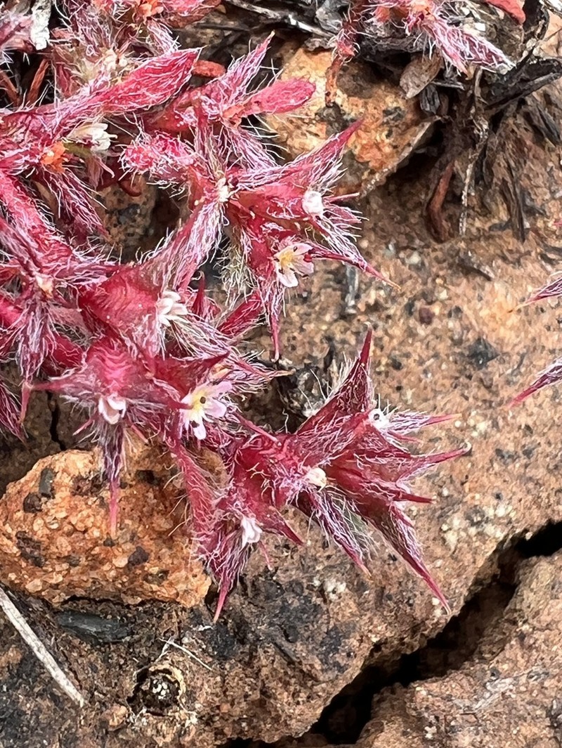 Knotweed Spineflower photo 2