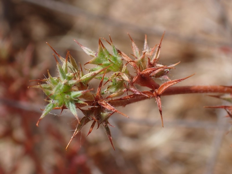 Knotweed Spineflower photo 3