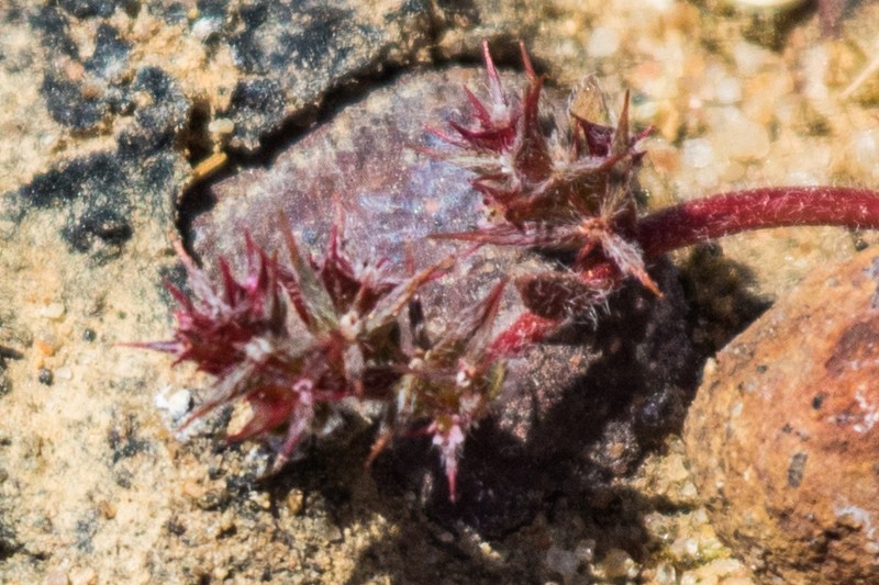 Knotweed Spineflower photo 5