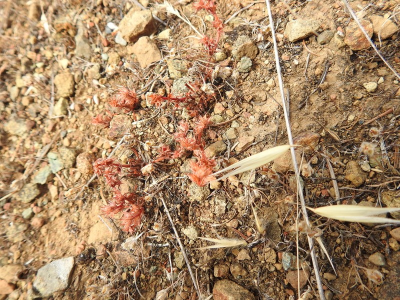 Knotweed Spineflower photo 7