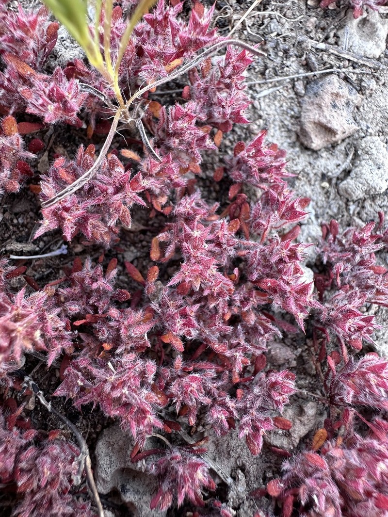 Knotweed Spineflower photo 8