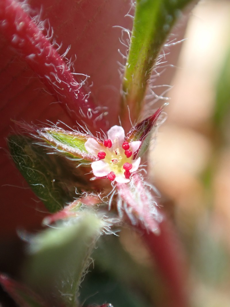 Chorizanthe polygonoides var. longispina