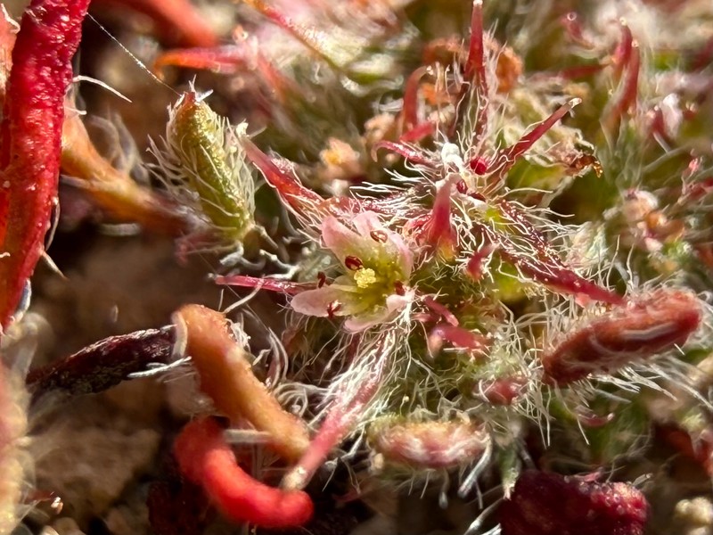 Chorizanthe polygonoides var. longispina photo 2