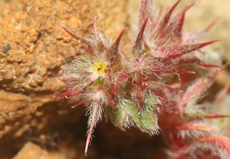 Chorizanthe polygonoides var. longispina photo 3