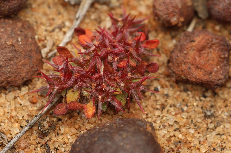 Chorizanthe polygonoides var. longispina photo 4