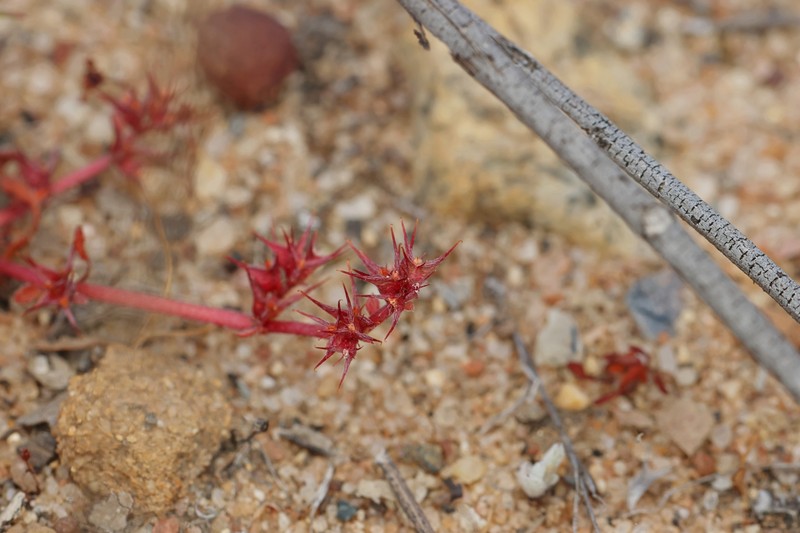 Chorizanthe polygonoides var. longispina photo 5