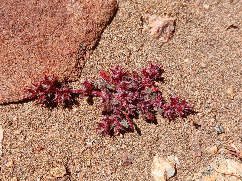 Chorizanthe polygonoides var. longispina photo 6