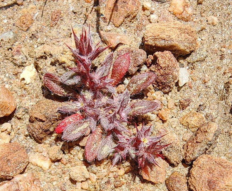 Chorizanthe polygonoides var. longispina photo 7
