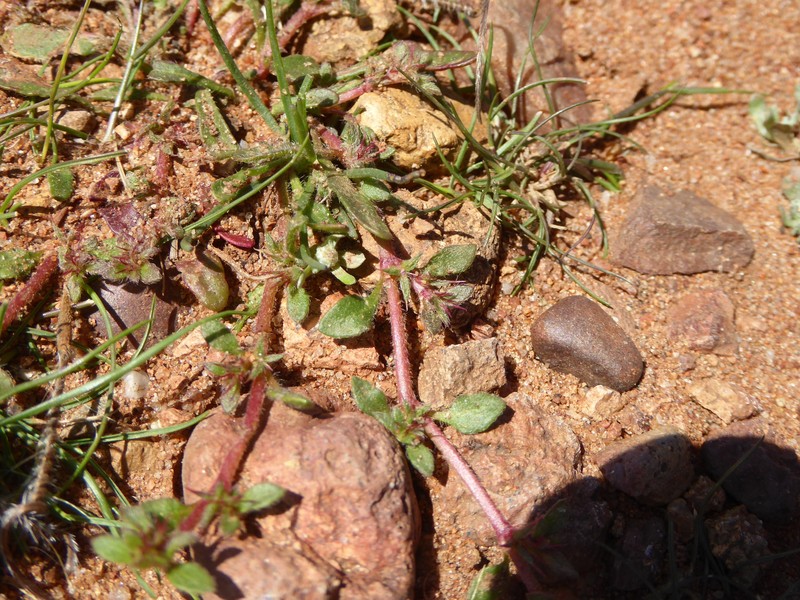 Chorizanthe polygonoides var. longispina photo 8