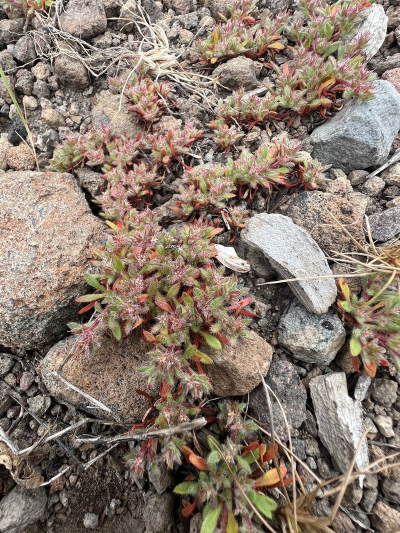 Chorizanthe polygonoides var. polygonoides