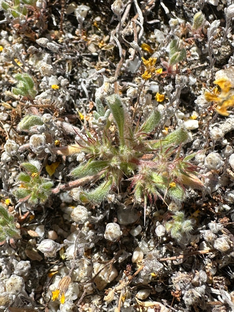 Chorizanthe polygonoides var. polygonoides photo 2