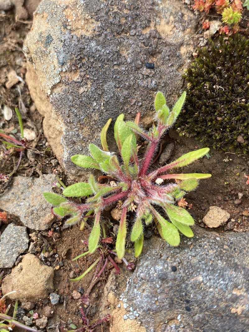Chorizanthe polygonoides var. polygonoides photo 3