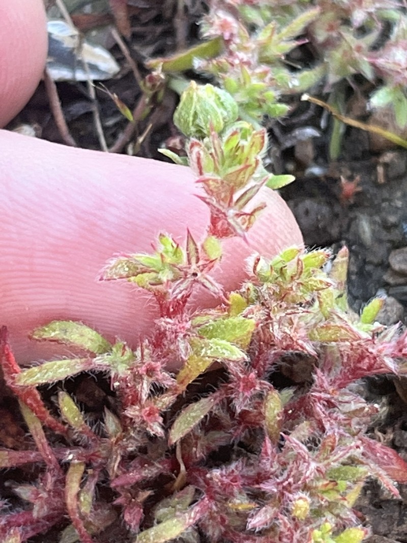 Chorizanthe polygonoides var. polygonoides photo 4
