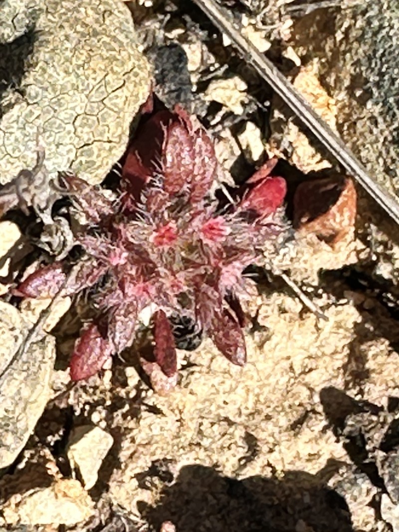 Chorizanthe polygonoides var. polygonoides photo 5