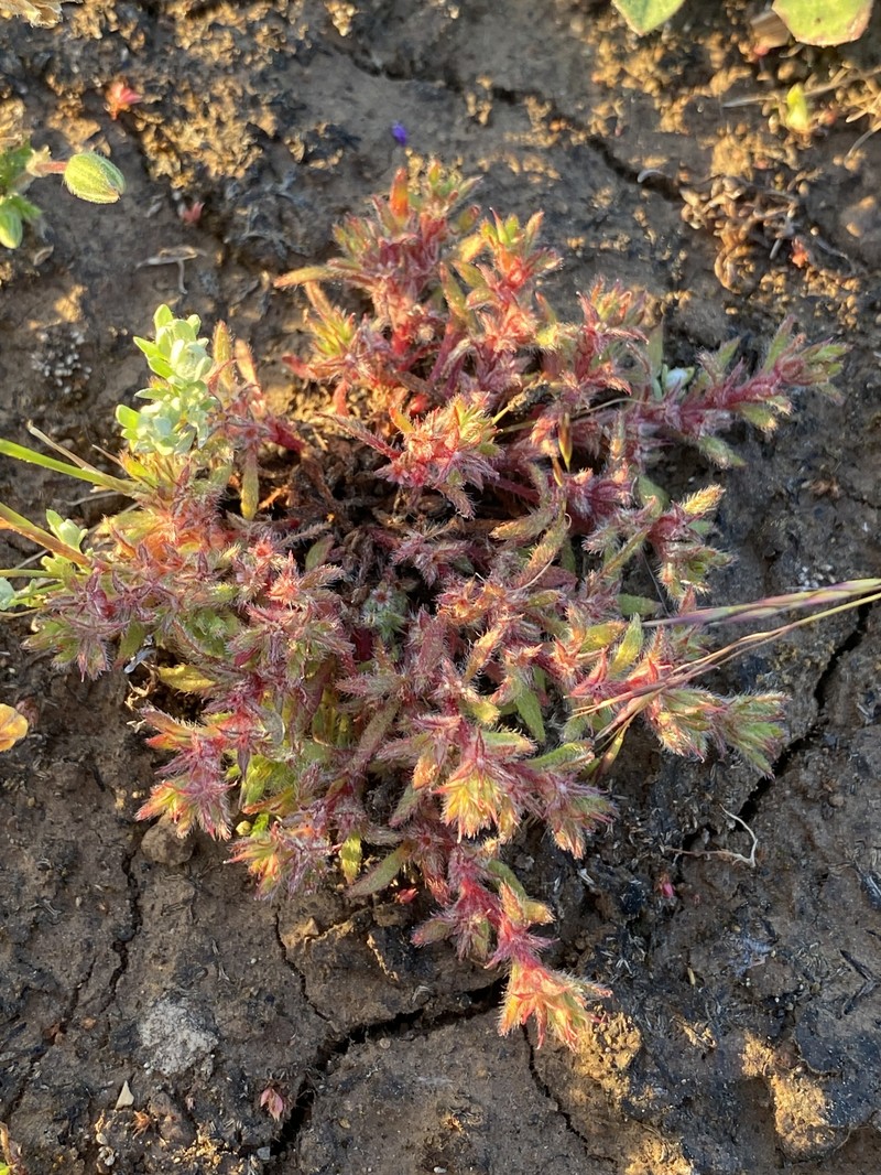 Chorizanthe polygonoides var. polygonoides photo 6