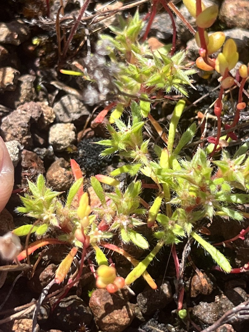 Chorizanthe polygonoides var. polygonoides photo 7