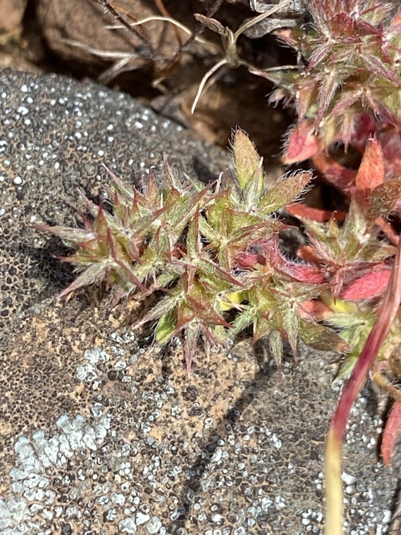 Chorizanthe polygonoides var. polygonoides photo 8