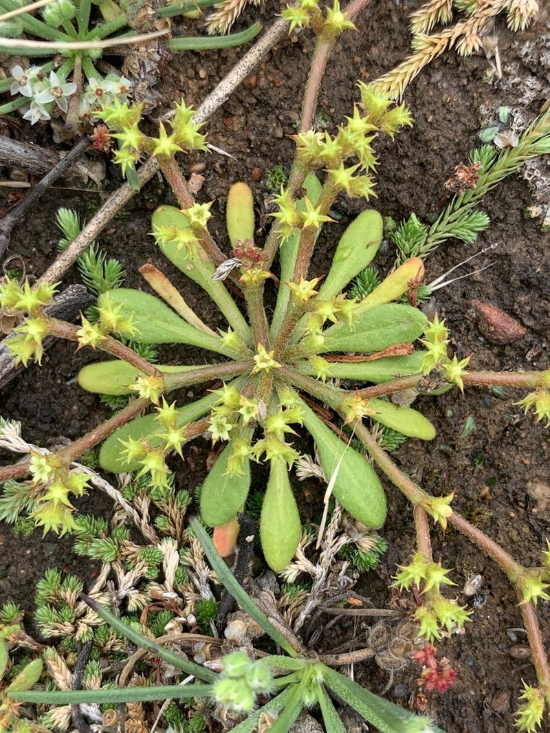 Prostrate Spineflower