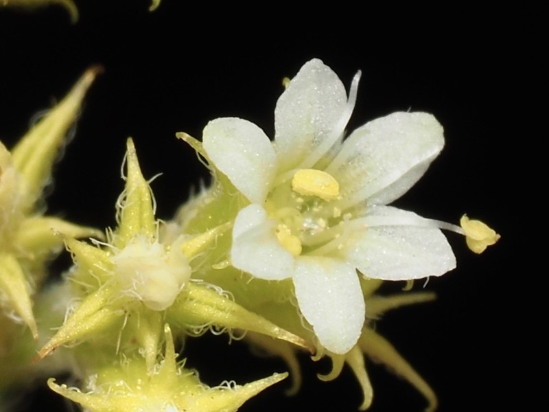 Prostrate Spineflower photo 2