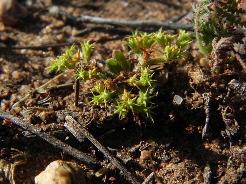 Prostrate Spineflower photo 3
