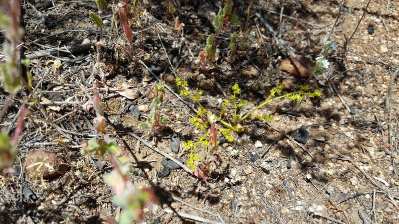 Prostrate Spineflower photo 4