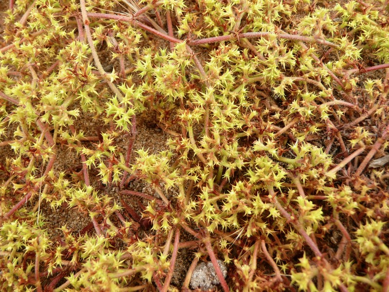 Prostrate Spineflower photo 5