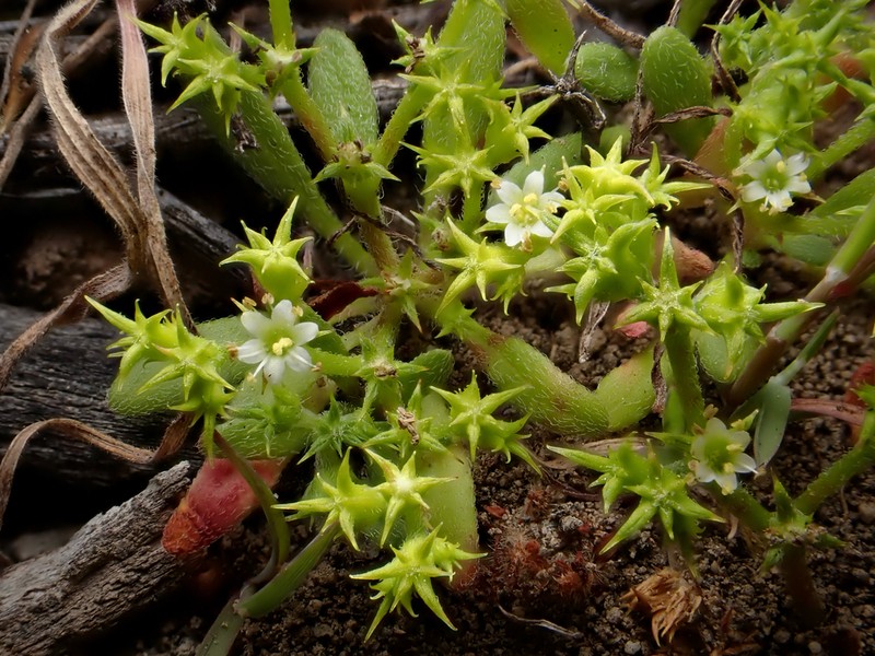 Prostrate Spineflower photo 6