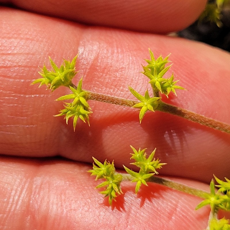 Prostrate Spineflower photo 7