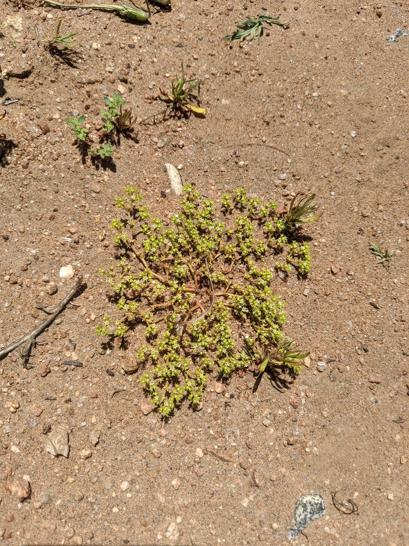 Prostrate Spineflower photo 8