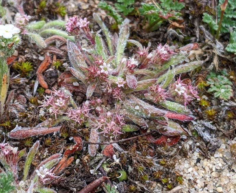 Monterey Spineflower