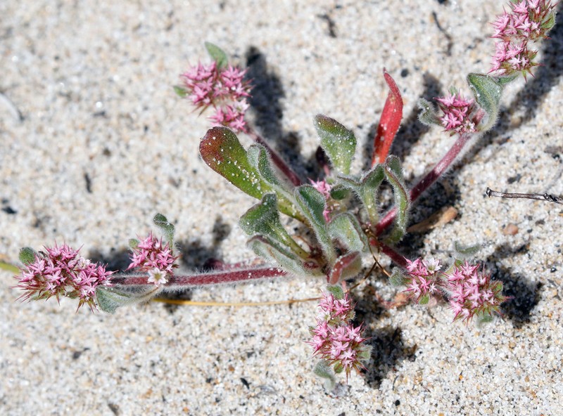 Monterey Spineflower photo 2